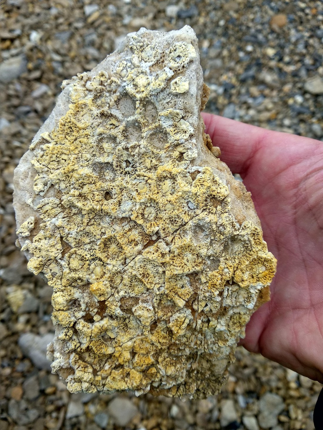 OTL06-24, Day 4,   IMG_20240713_162017 © Unknown photographer - Oceanwide Expeditions.jpg