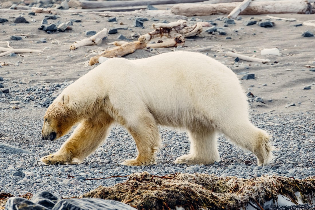 OTL06-24, Day 6,  2B5A1205 © Juan Martin Berenstein - Oceanwide Expeditions.jpg