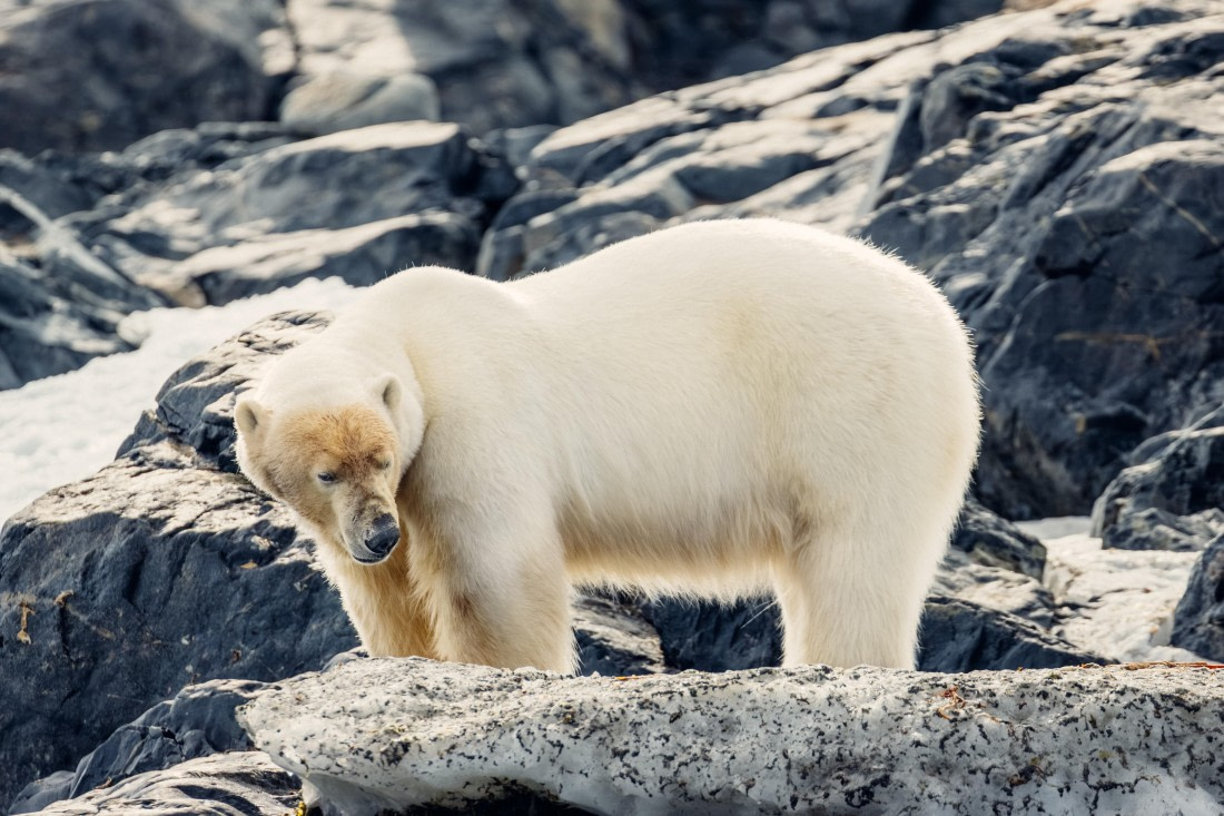 OTL06-24, Day 6,  2B5A1258 © Juan Martin Berenstein - Oceanwide Expeditions.jpg