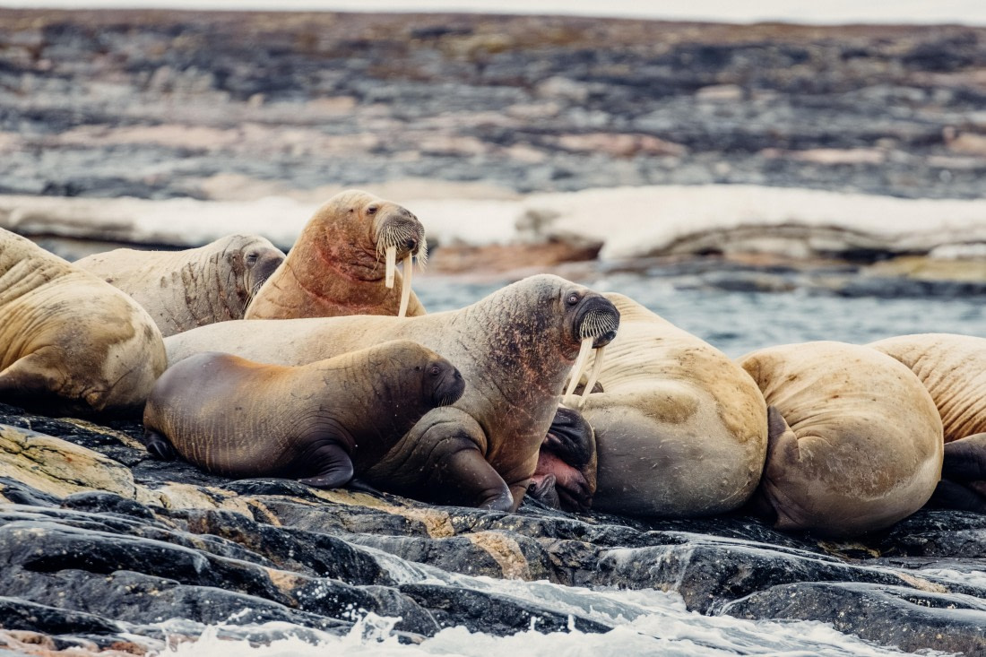 OTL06-24, Day 6,  2B5A1423 © Juan Martin Berenstein - Oceanwide Expeditions.jpg