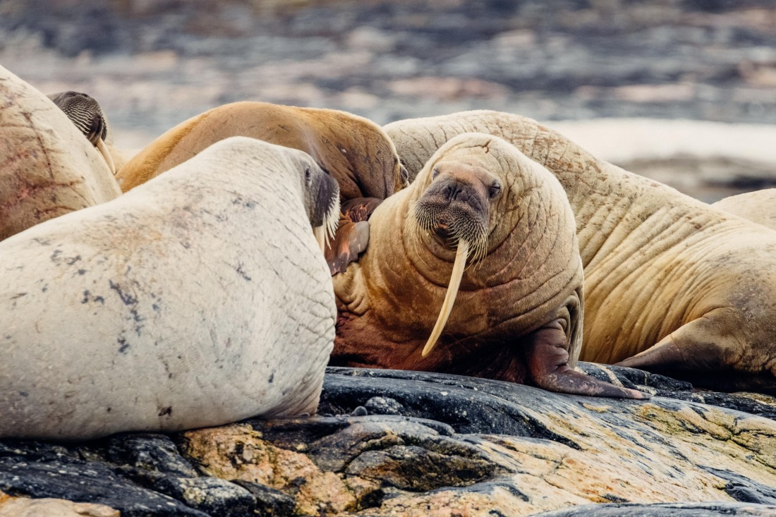 OTL06-24, Day 6,  2B5A1433 © Juan Martin Berenstein - Oceanwide Expeditions.jpg