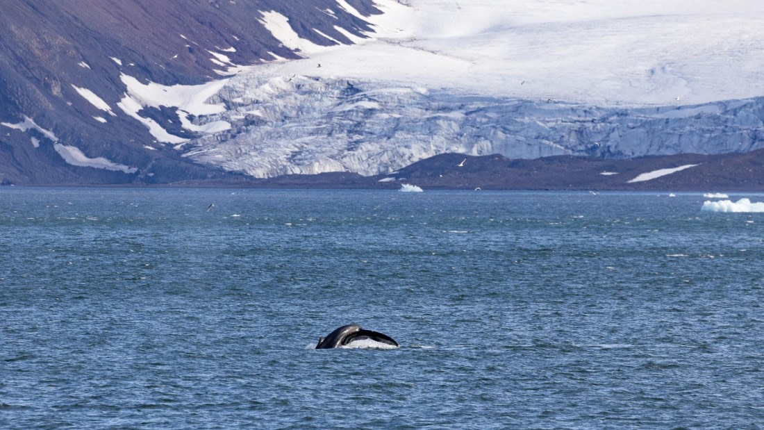 HDS07-24, Day 9, 4Q9A3693 © Unknown photographer - Oceanwide Expeditions.jpeg