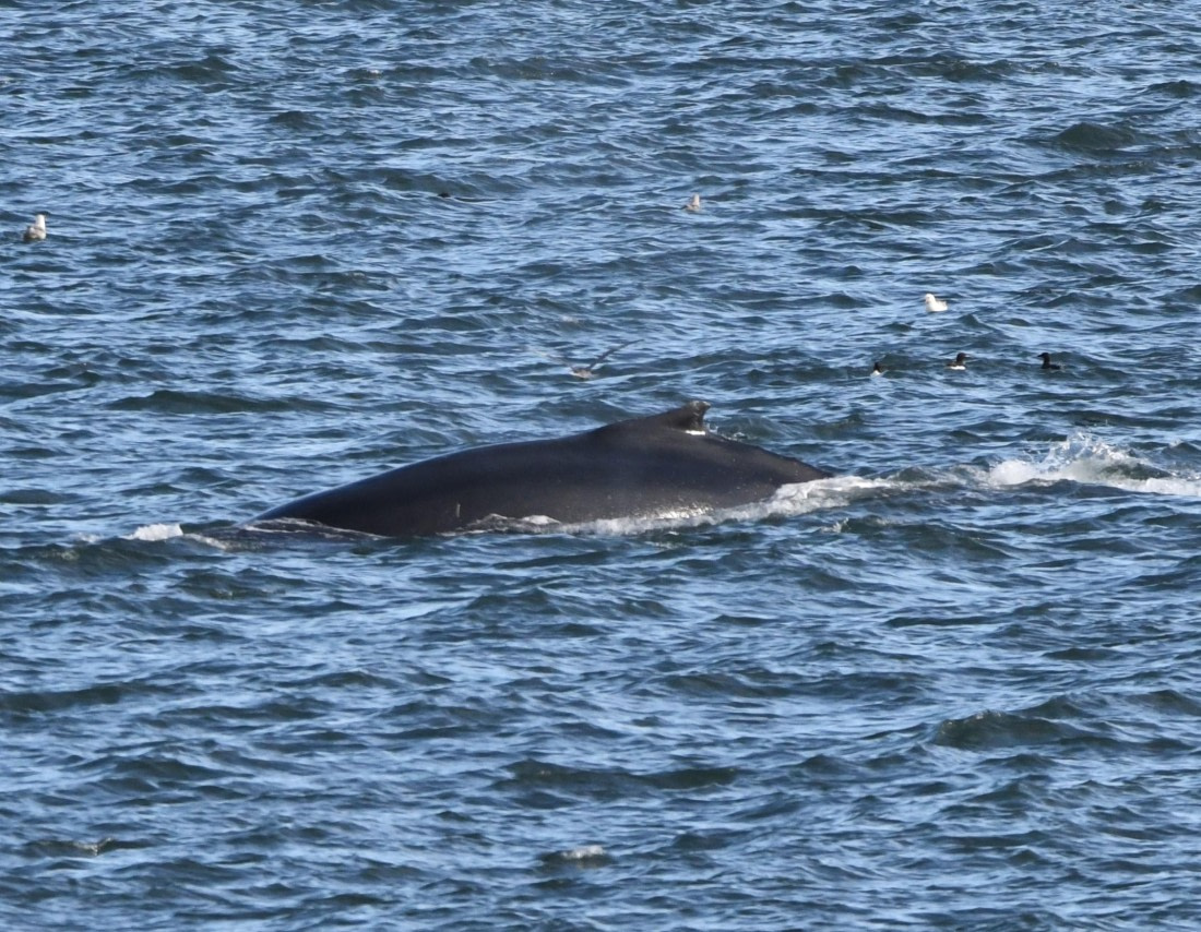 HDS07-24, Day 9, HB1 © Unknown photographer - Oceanwide Expeditions.JPG