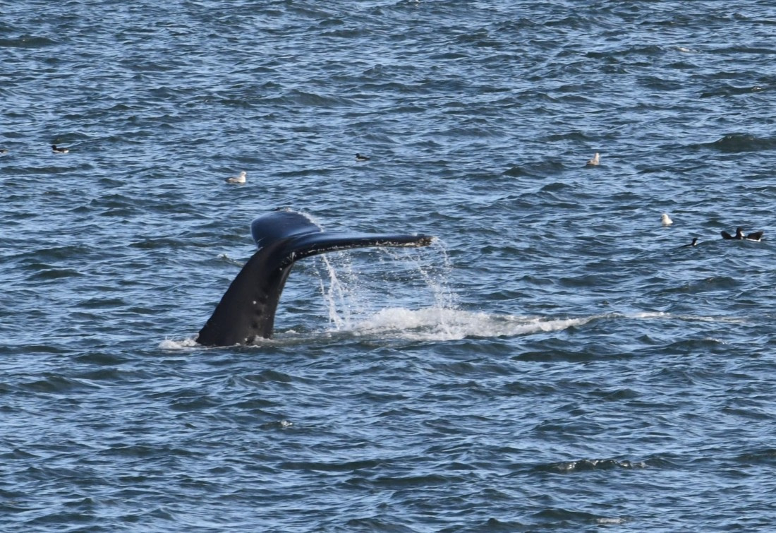HDS07-24, Day 9, HB3 © Unknown photographer - Oceanwide Expeditions.JPG