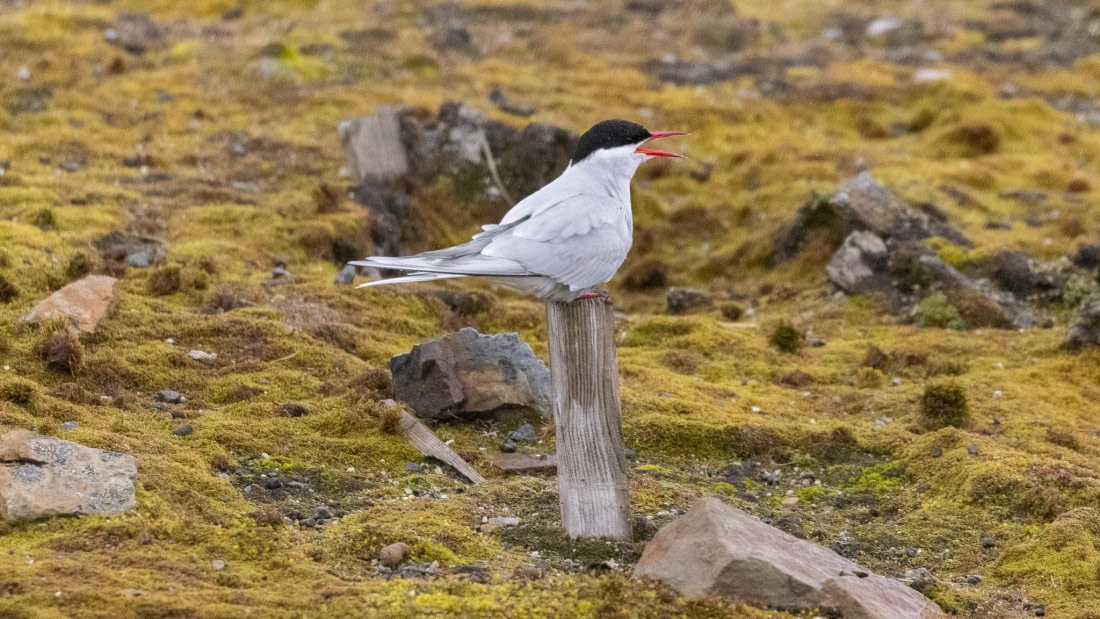 HDS07-24, Day 2, 4Q9A2063 © Katlyn Taylor - Oceanwide Expeditions.jpeg