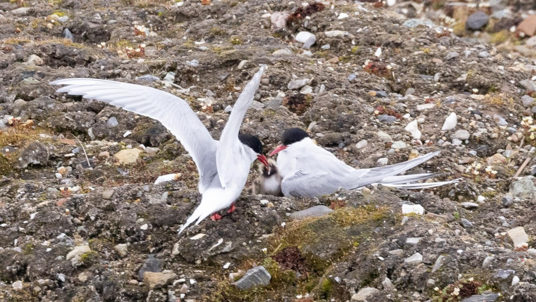 HDS07-24, Day 2, 4Q9A2121 © Katlyn Taylor - Oceanwide Expeditions.jpeg