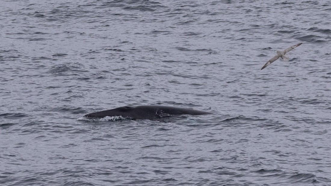 HDS07-24, Day 2, 4Q9A2169 © Katlyn Taylor - Oceanwide Expeditions.jpeg