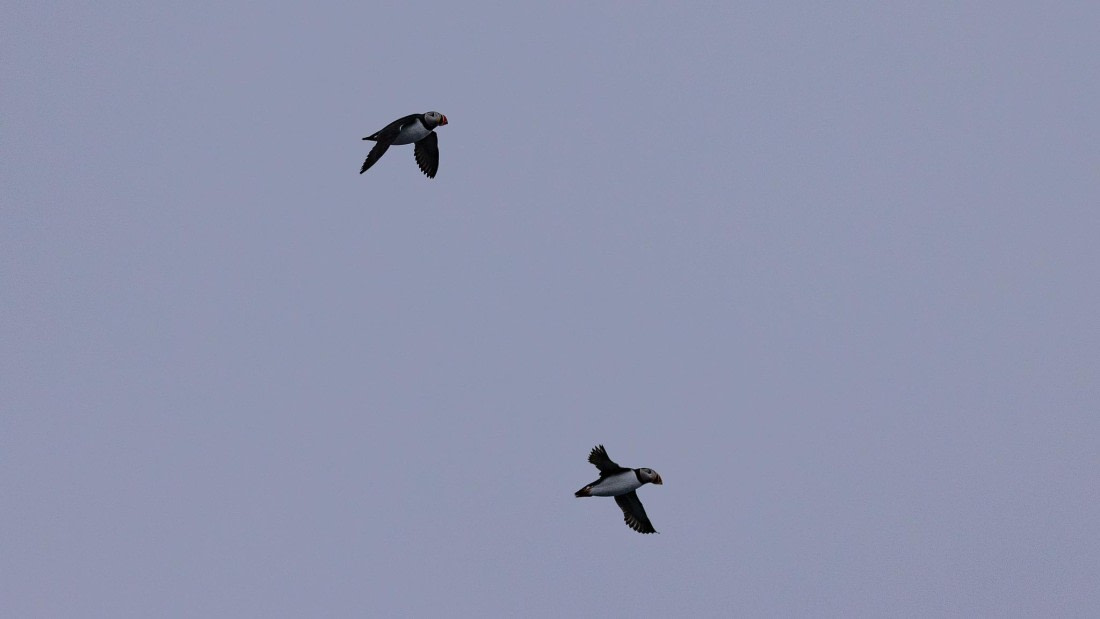 HDS07-24, Day 2, 4Q9A2292 © Katlyn Taylor - Oceanwide Expeditions.jpeg