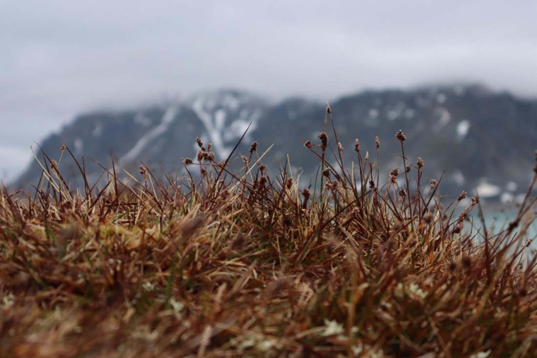 HDS07-24, Day 3, IMG_3377 © Unknown photographer - Oceanwide Expeditions.JPG