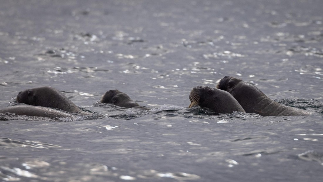 HDS07-24, Day 4, 4Q9A2657 © Katlyn Taylor - Oceanwide Expeditions.jpeg