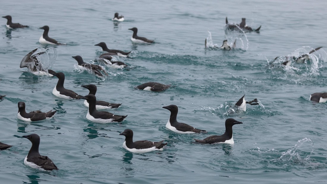 HDS07-24, Day 6, 4Q9A2755 © Katlyn Taylor - Oceanwide Expeditions.jpeg