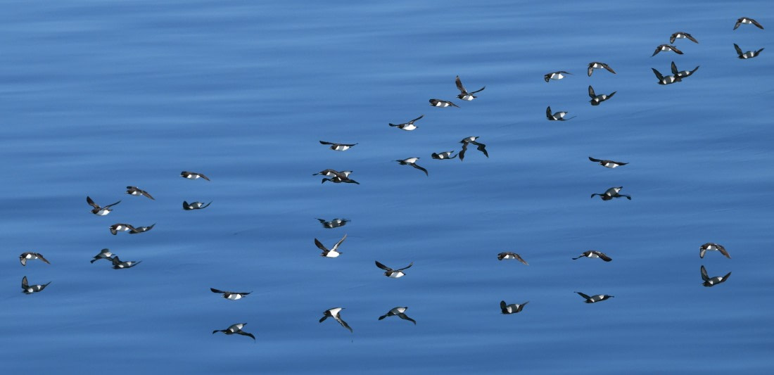 HDS07-24, Day 6, Brünnichs guillemots3 © Jens Binderup - Oceanwide Expeditions.JPG