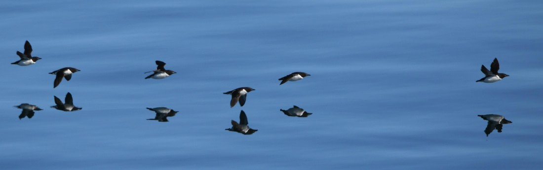 HDS07-24, Day 6, Brünnichs guillemots4 © Jens Binderup - Oceanwide Expeditions.JPG