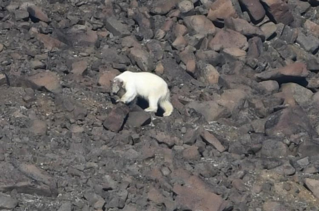 HDS07-24, Day 6, PB10 © Jens Binderup - Oceanwide Expeditions.JPG