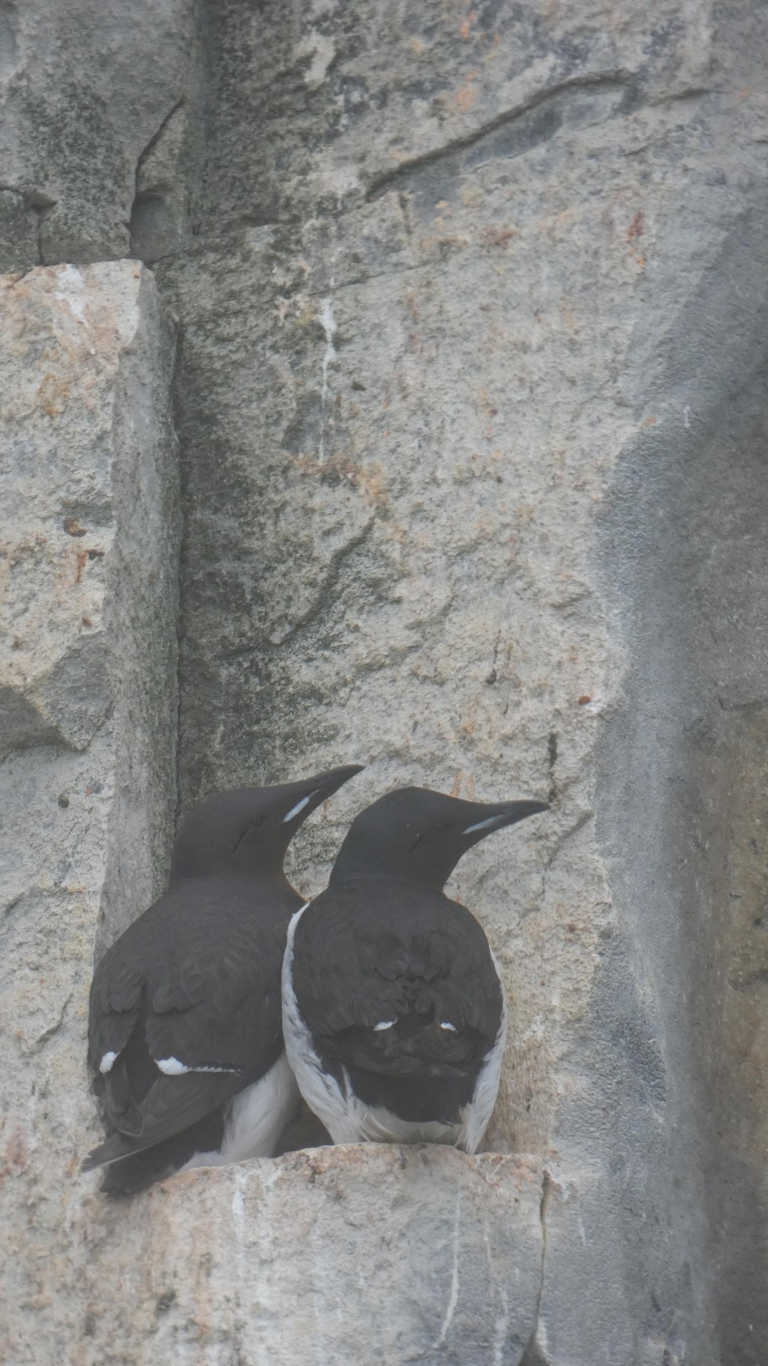 HDS07-24, Day 6, P1060184 © Unknown photographer - Oceanwide Expeditions.JPG