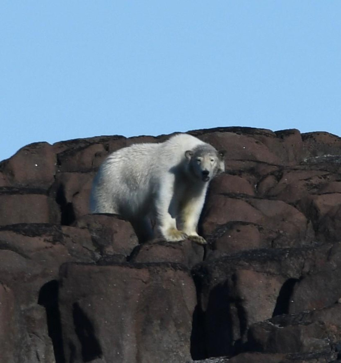HDS07-24, Day 6, PB15 © Jens Binderup - Oceanwide Expeditions.JPG