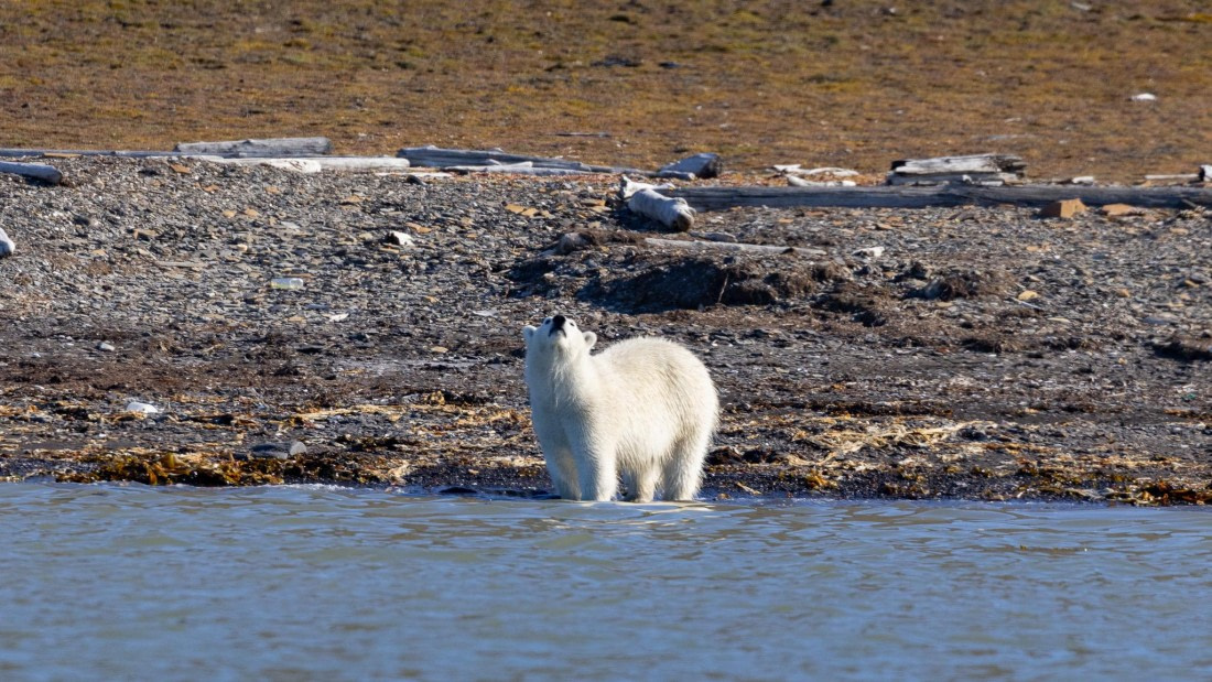 HDS07-24, Day 7, 4Q9A3186 © Katlyn Taylor - Oceanwide Expeditions.jpeg