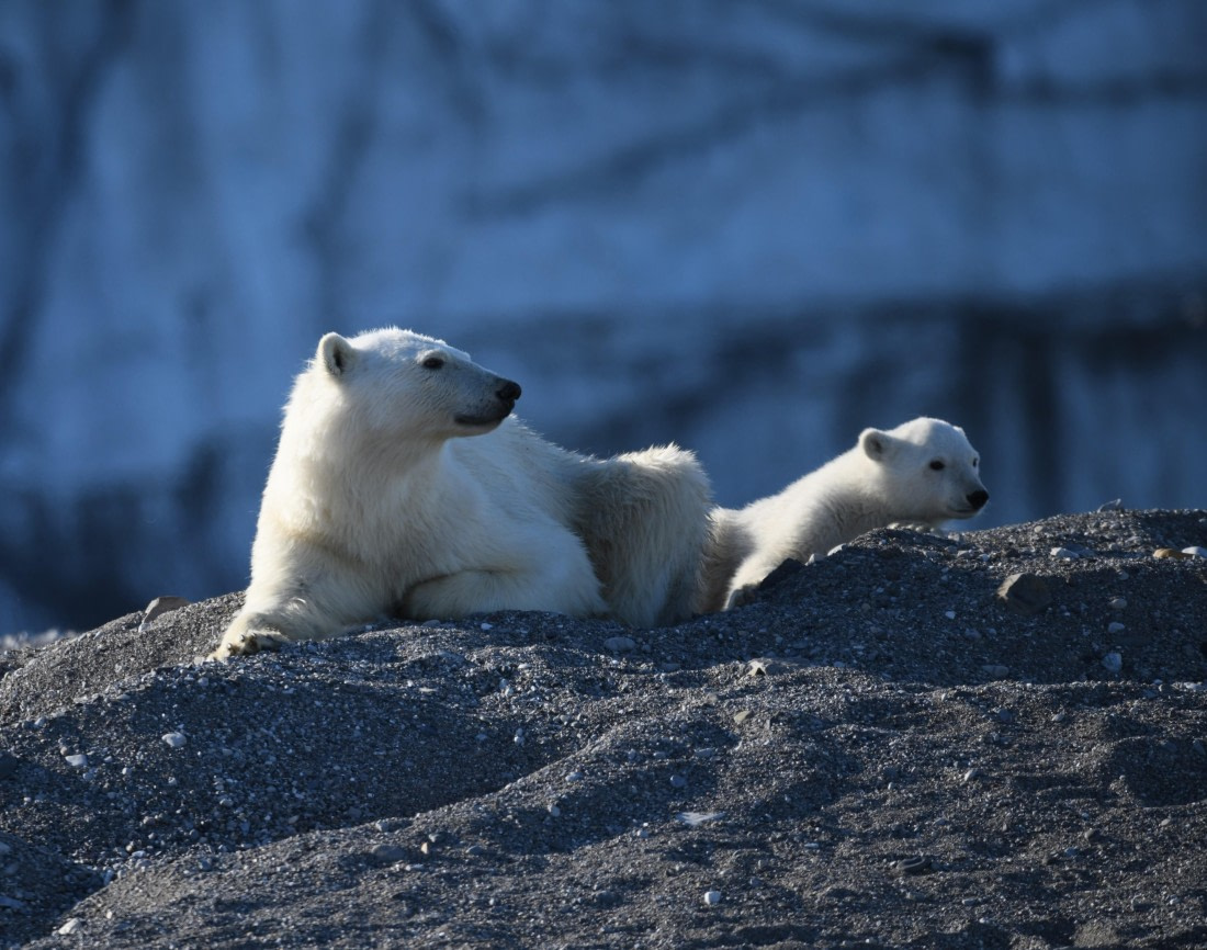 HDS07-24, Day 7, PB and cub23 © Unknown photographer - Oceanwide Expeditions.JPG