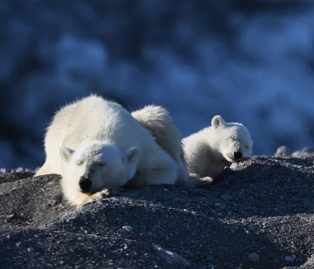 HDS07-24, Day 7, PB and cub25 © Unknown photographer - Oceanwide Expeditions.JPG