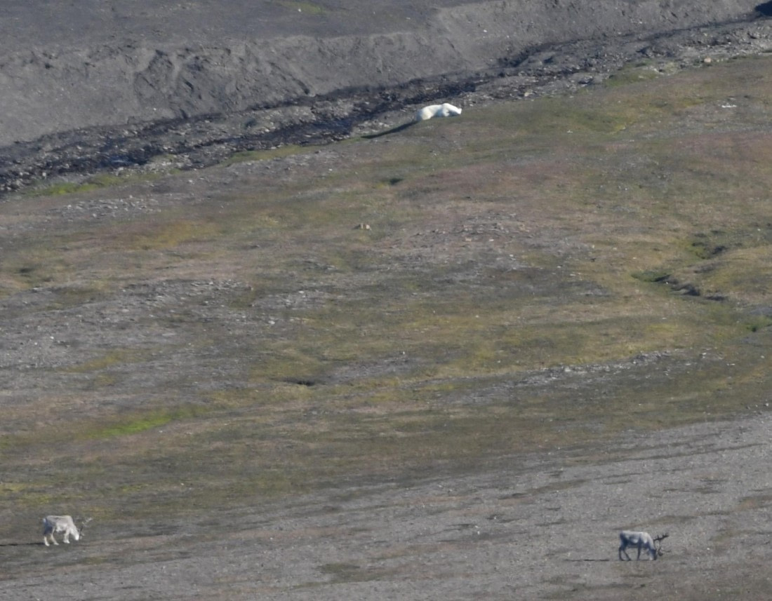 HDS07-24, Day 7, PB and reindeer © Unknown photographer - Oceanwide Expeditions.JPG