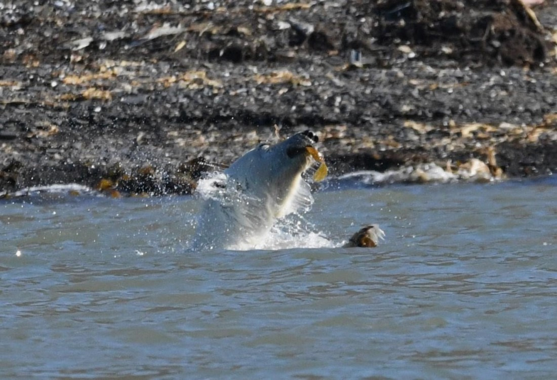 HDS07-24, Day 7, PB shaking © Unknown photographer - Oceanwide Expeditions.JPG