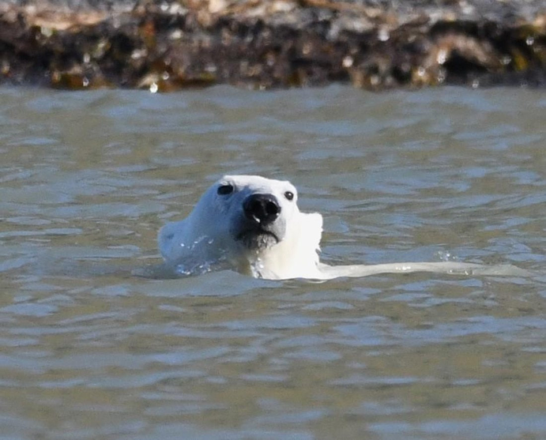 HDS07-24, Day 7, PB swimming © Unknown photographer - Oceanwide Expeditions.JPG