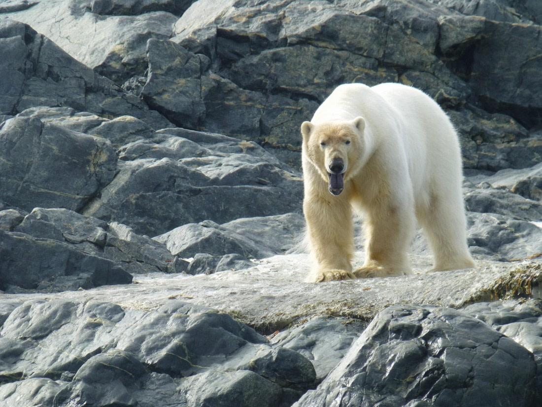 Polar bear posing