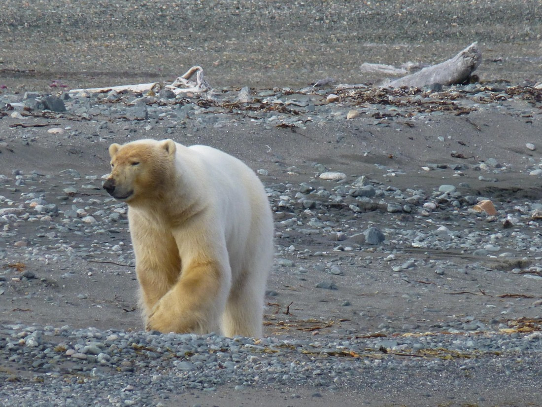 I'm on my morning walk