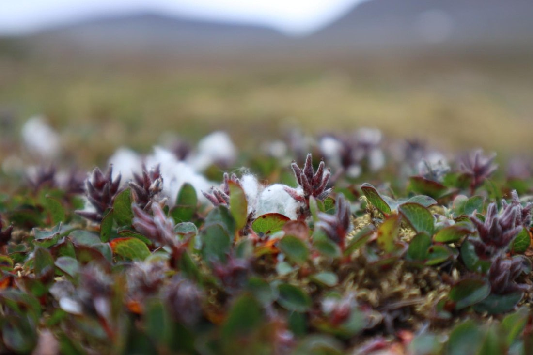 HDS08-24, IMG_3739 © Daan Vreugdenhil - Oceanwide Expeditions.JPG