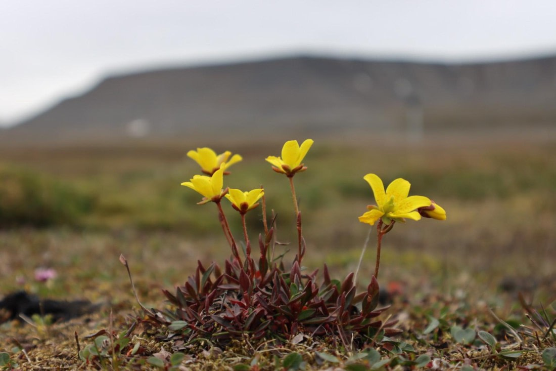 HDS08-24, IMG_3740 © Daan Vreugdenhil - Oceanwide Expeditions.JPG