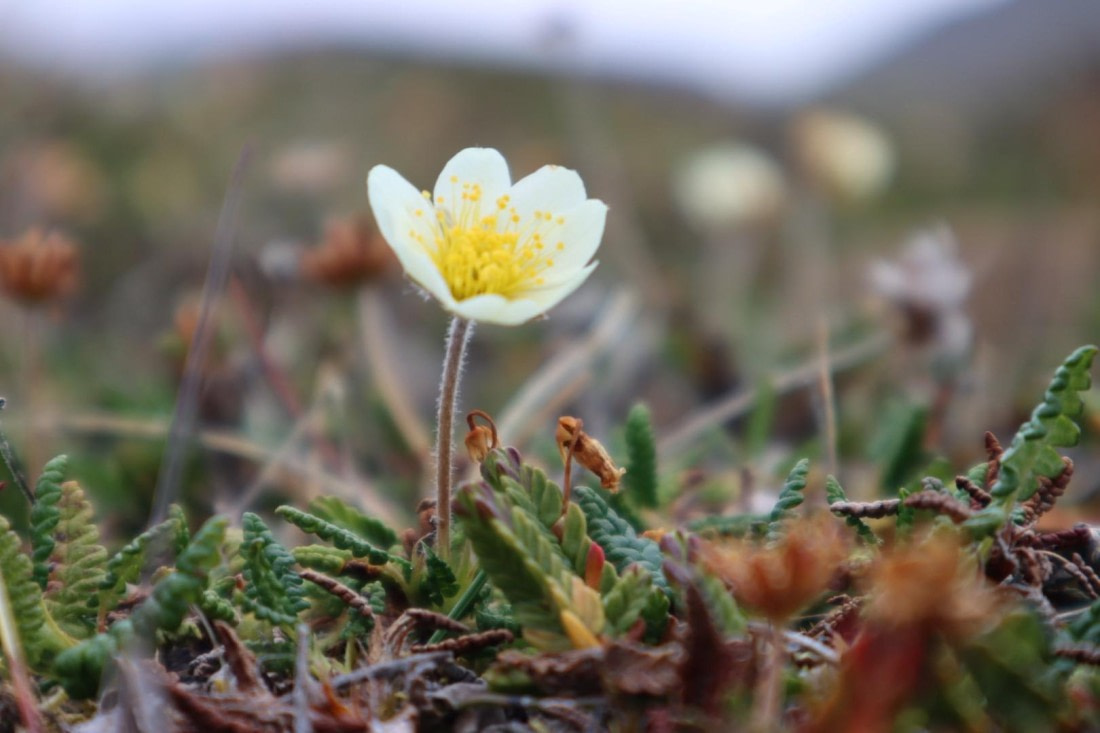 HDS08-24, IMG_3746 © Daan Vreugdenhil - Oceanwide Expeditions.JPG