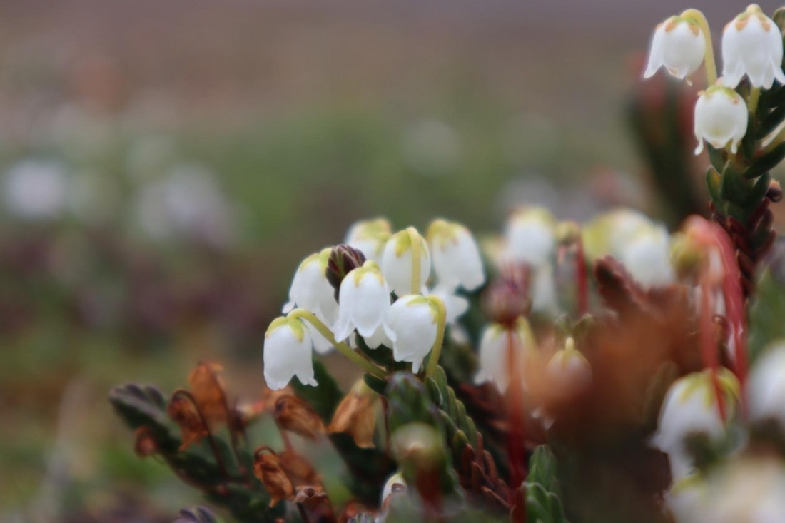 HDS08-24, IMG_3747 © Daan Vreugdenhil - Oceanwide Expeditions.JPG