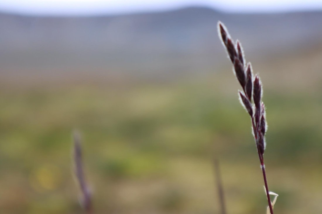 HDS08-24, IMG_3750 © Daan Vreugdenhil - Oceanwide Expeditions.JPG