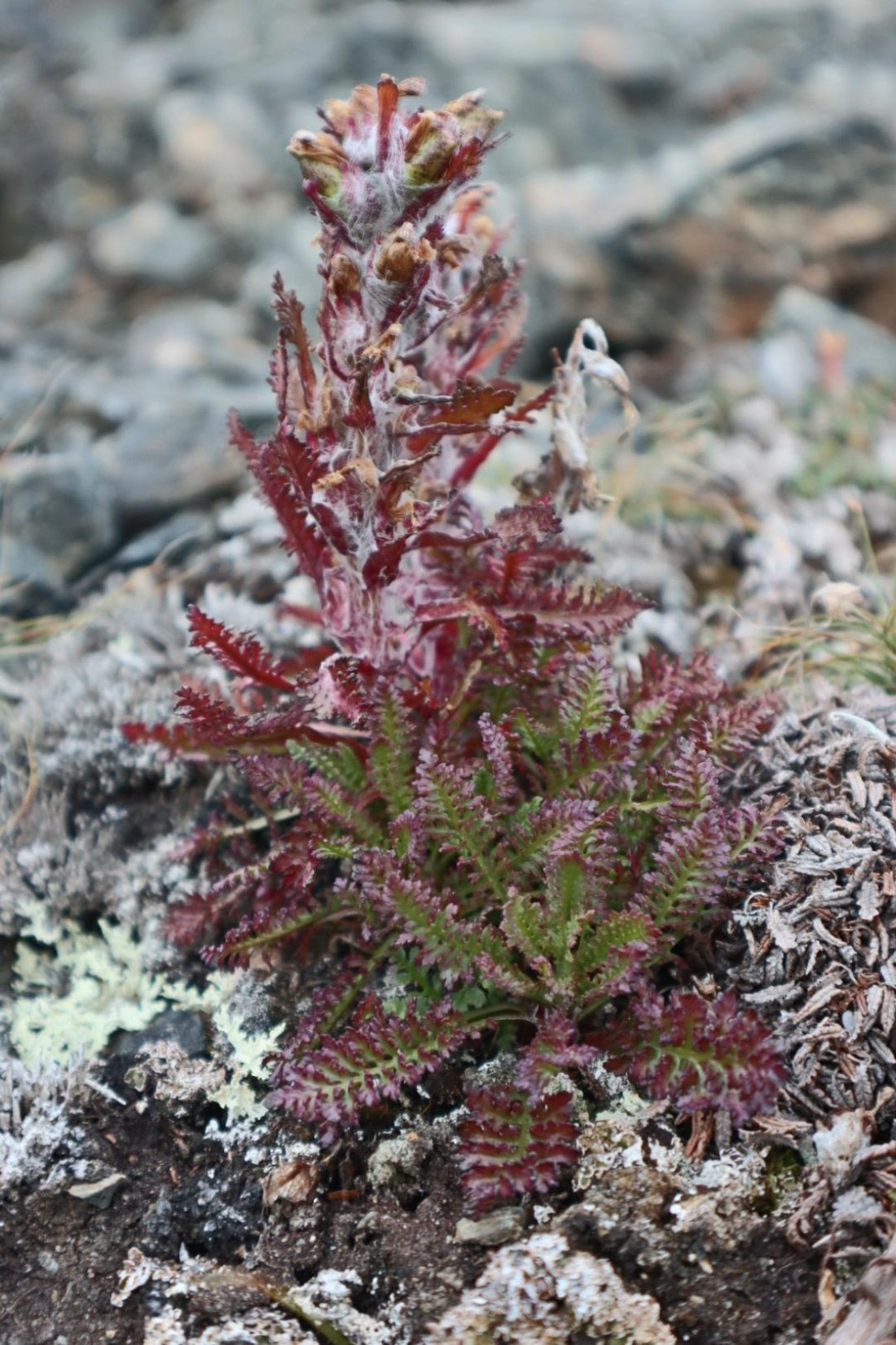 HDS08-24, IMG_3793 © Daan Vreugdenhil - Oceanwide Expeditions.JPG