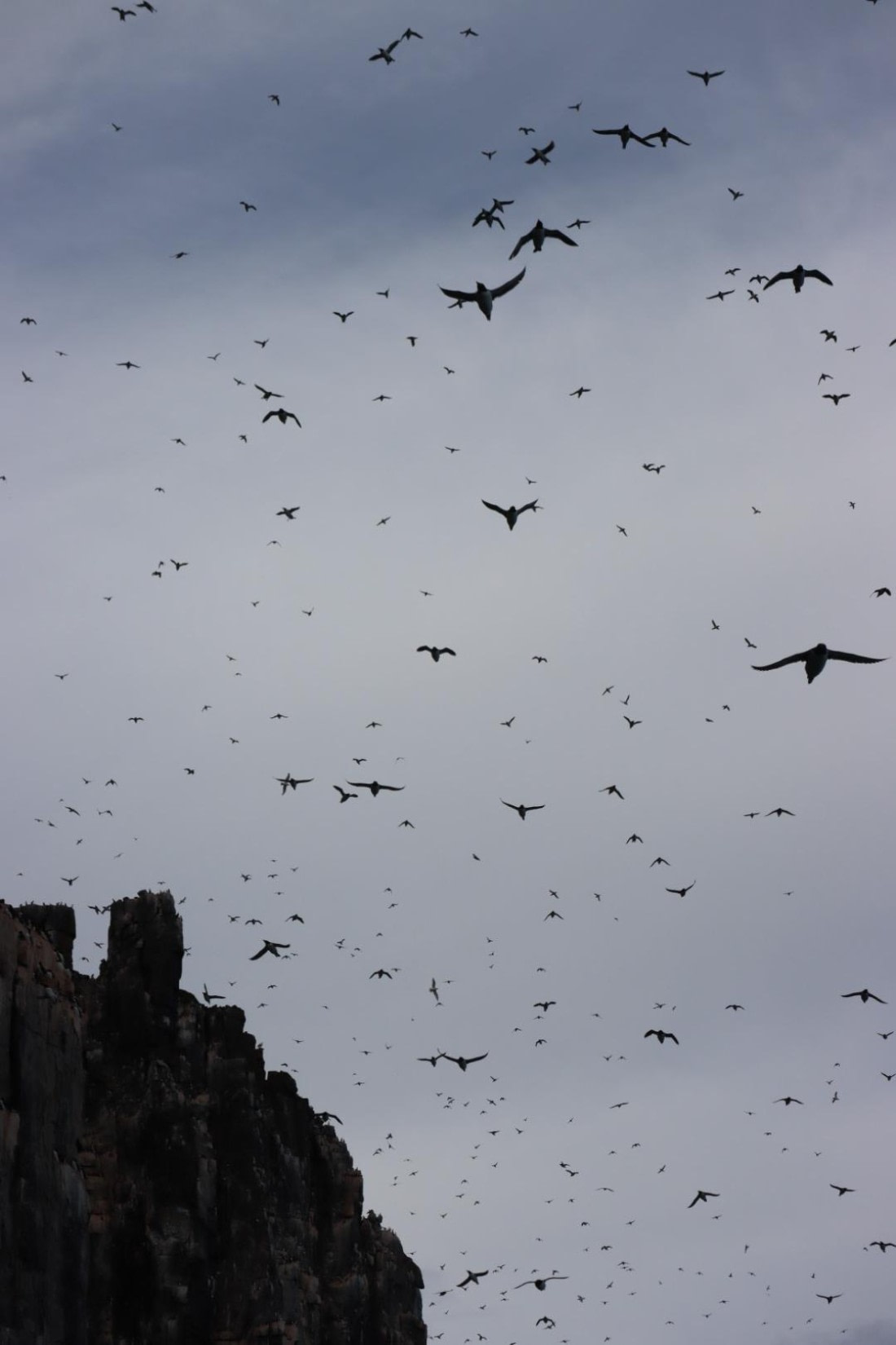 HDS08-24, IMG_3857 © Daan Vreugdenhil - Oceanwide Expeditions.JPG