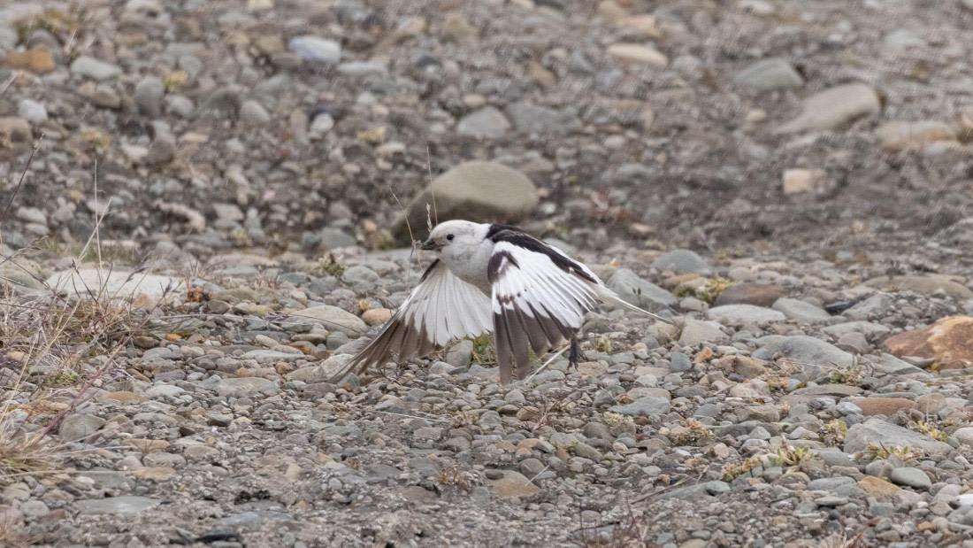 HDS08-24, Day 1, 4Q9A4083 © Katlyn Taylor - Oceanwide Expeditions.jpeg