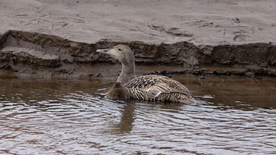 HDS08-24, Day 1, 4Q9A4086 © Katlyn Taylor - Oceanwide Expeditions.jpeg