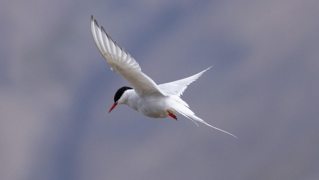 HDS08-24, Day 1, 4Q9A4204 © Katlyn Taylor - Oceanwide Expeditions.jpeg