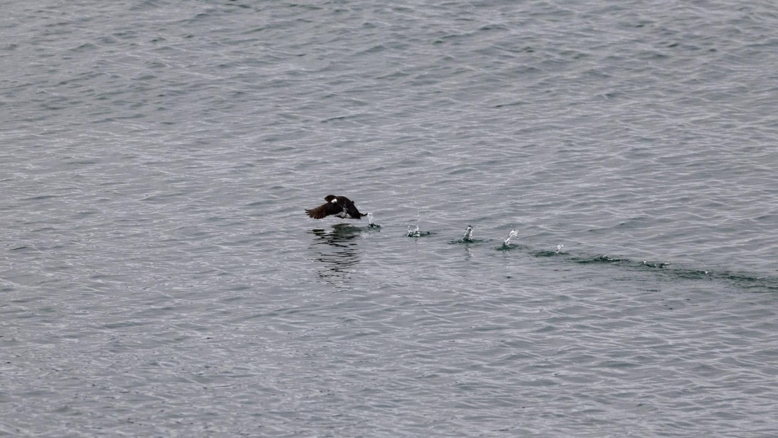 HDS08-24, Day 2, 4Q9A4269 © Katlyn Taylor - Oceanwide Expeditions.jpeg