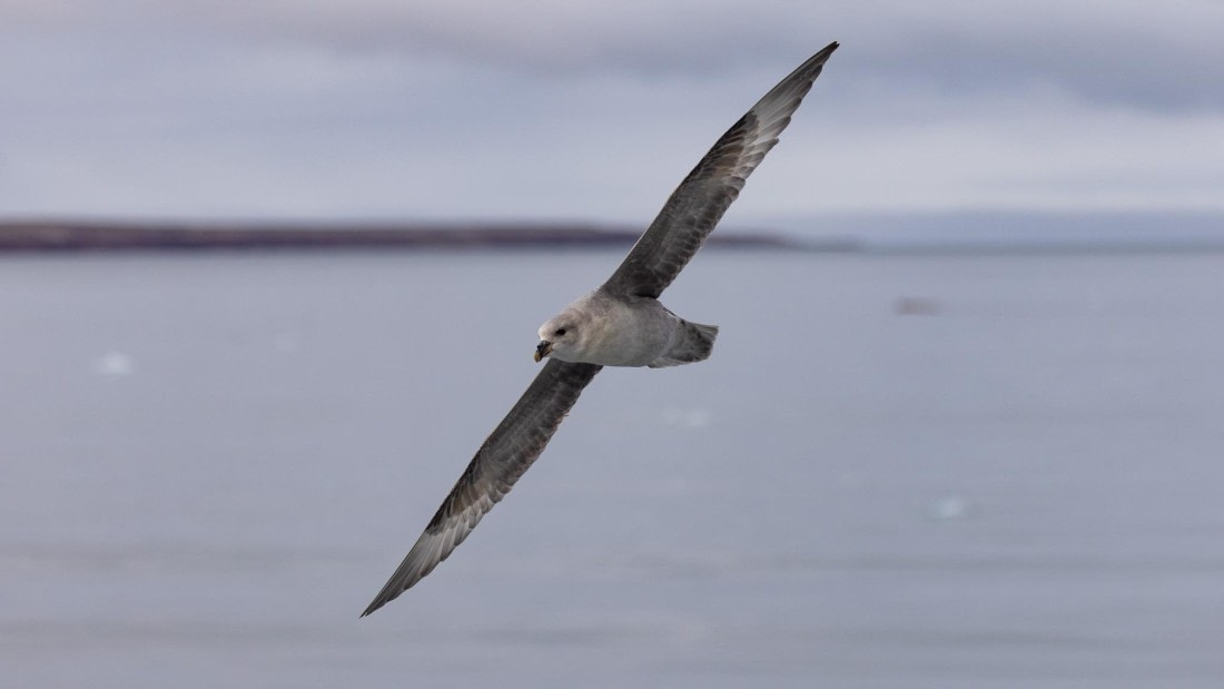 HDS08-24, Day 2, 4Q9A4322 © Katlyn Taylor - Oceanwide Expeditions.jpeg