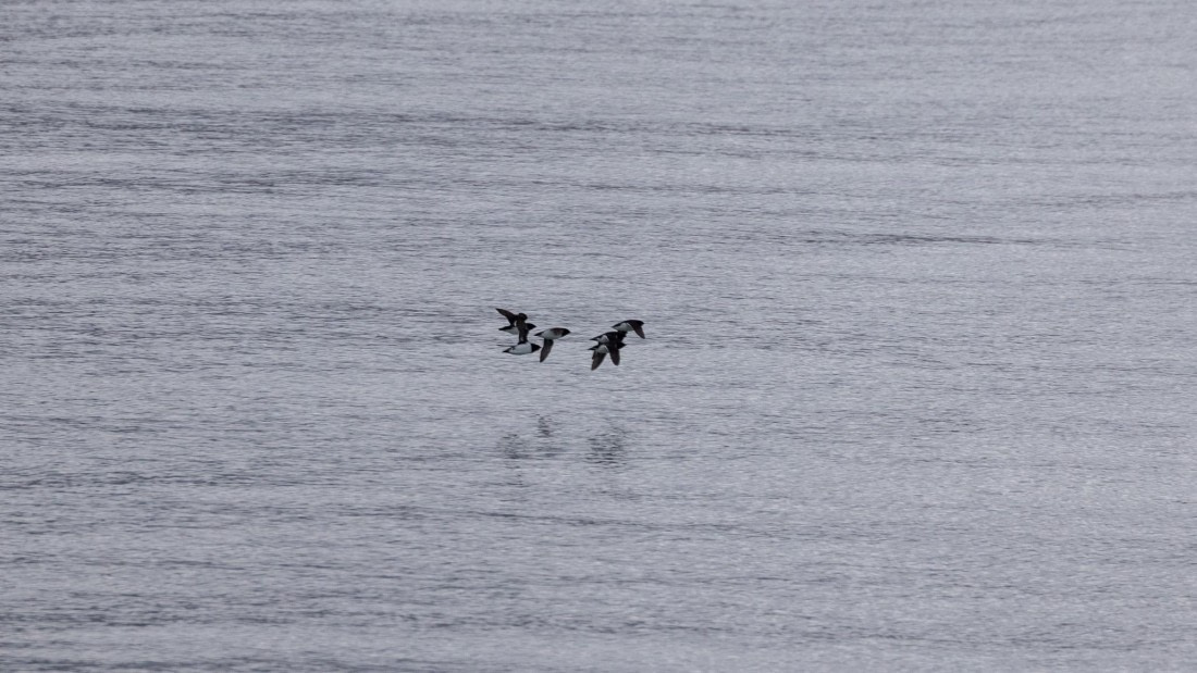 HDS08-24, Day 2, 4Q9A4350 © Katlyn Taylor - Oceanwide Expeditions.jpeg