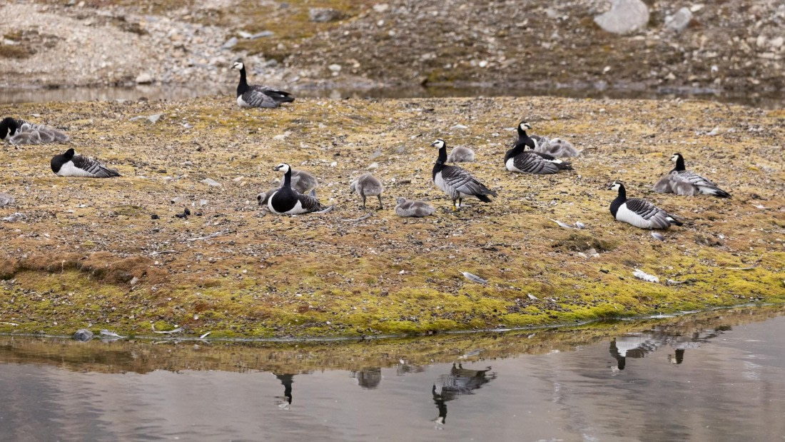 HDS08-24, Day 2, 4Q9A4401 © Katlyn Taylor - Oceanwide Expeditions.jpeg