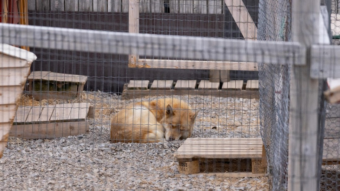 HDS08-24, Day 2, 4Q9A4403 © Katlyn Taylor - Oceanwide Expeditions.jpeg