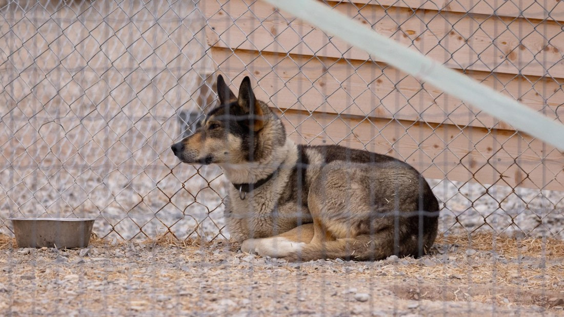 HDS08-24, Day 2, 4Q9A4408 © Katlyn Taylor - Oceanwide Expeditions.jpeg