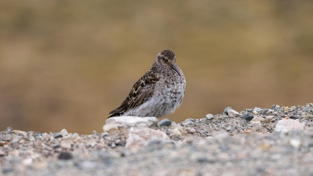 HDS08-24, Day 2, 4Q9A4572 © Katlyn Taylor - Oceanwide Expeditions.jpeg