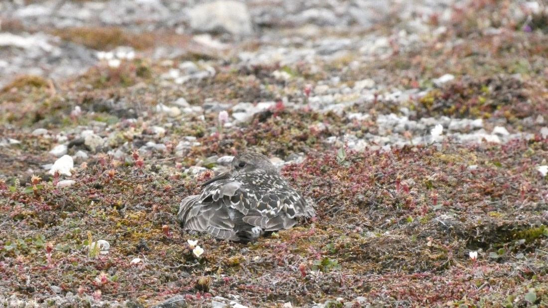 HDS08-24, Day 2, P1070088 © Unknown photographer - Oceanwide Expeditions.JPG