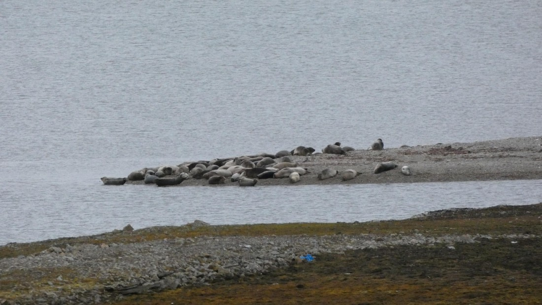 HDS08-24, Day 2, P1070100 © Unknown photographer - Oceanwide Expeditions.JPG