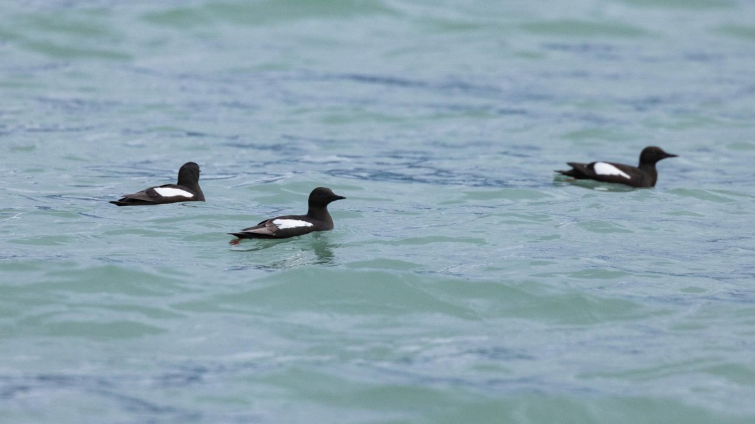 HDS08-24, Day 3, 4Q9A4602 © Katlyn Taylor - Oceanwide Expeditions.jpeg