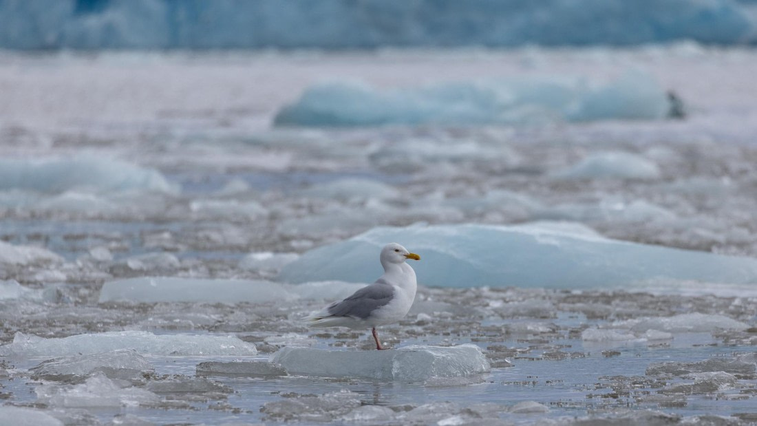HDS08-24, Day 3, 4Q9A4640 © Katlyn Taylor - Oceanwide Expeditions.jpeg