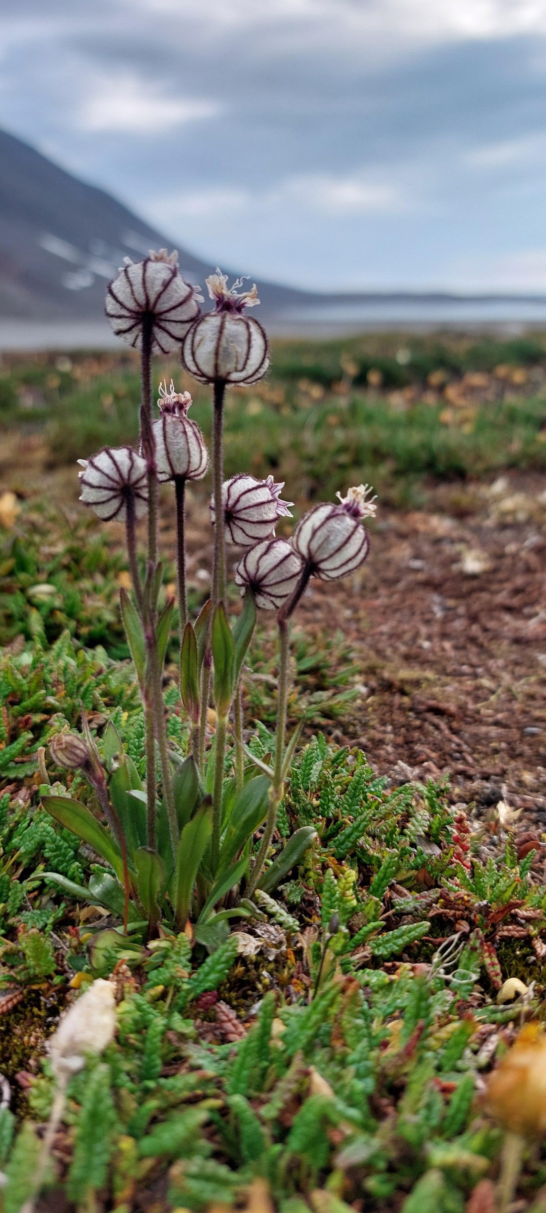 HDS08-24, Day 3, 20240723_075048 © Unknown photographer - Oceanwide Expeditions.jpg